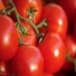 عمر طولانی با مصرف روزانه گوجه‌فرنگی